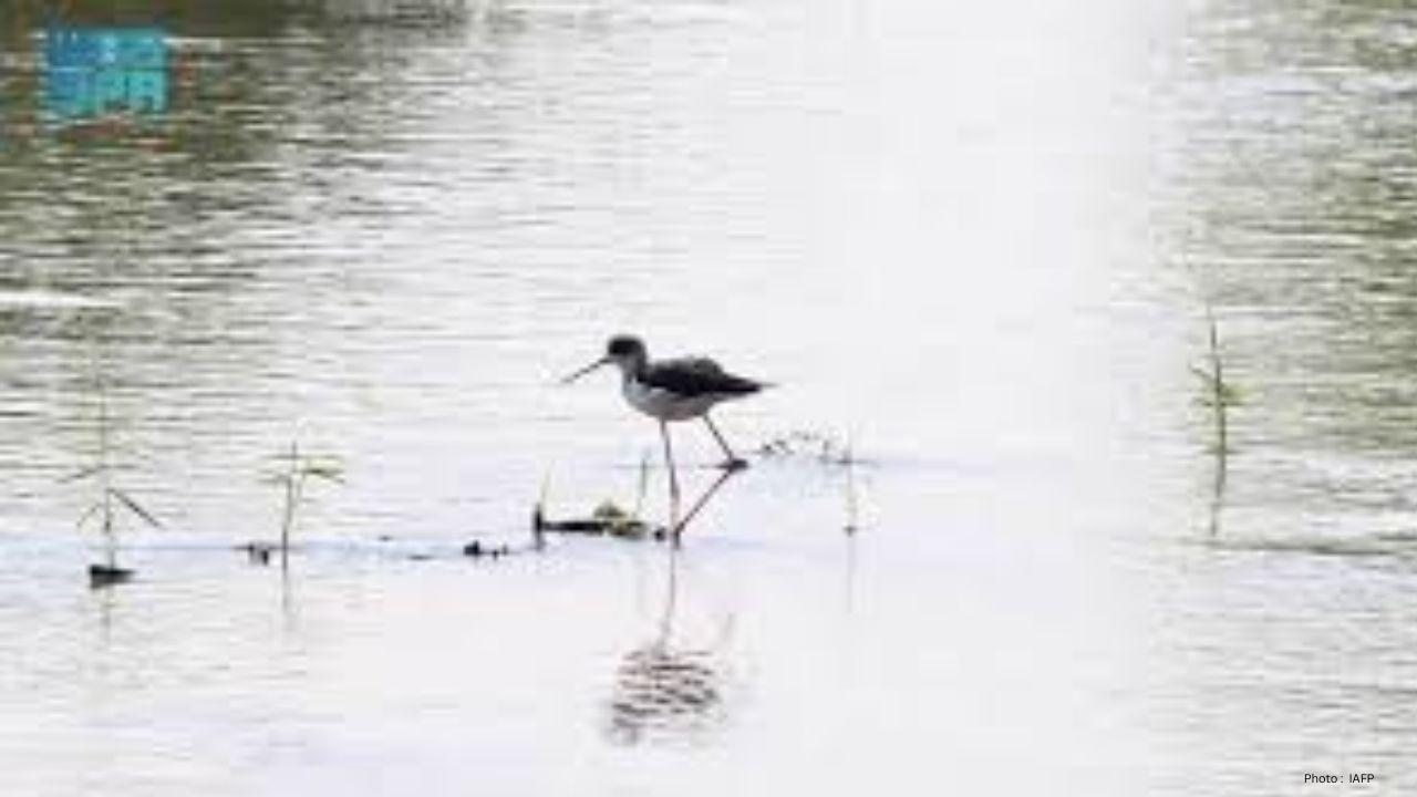 Madinah Authority Leads Efforts to Protect Birdlife and Boost Ecotourism