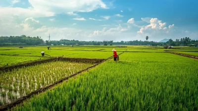 India Overtakes China as Leading Rice Producer Globally