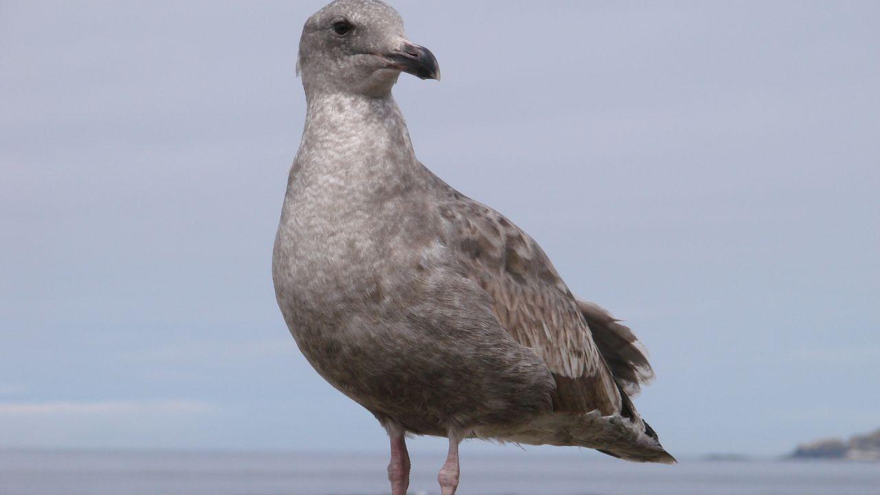 Sharjah Study Reveals Pollution Threats to Seabirds