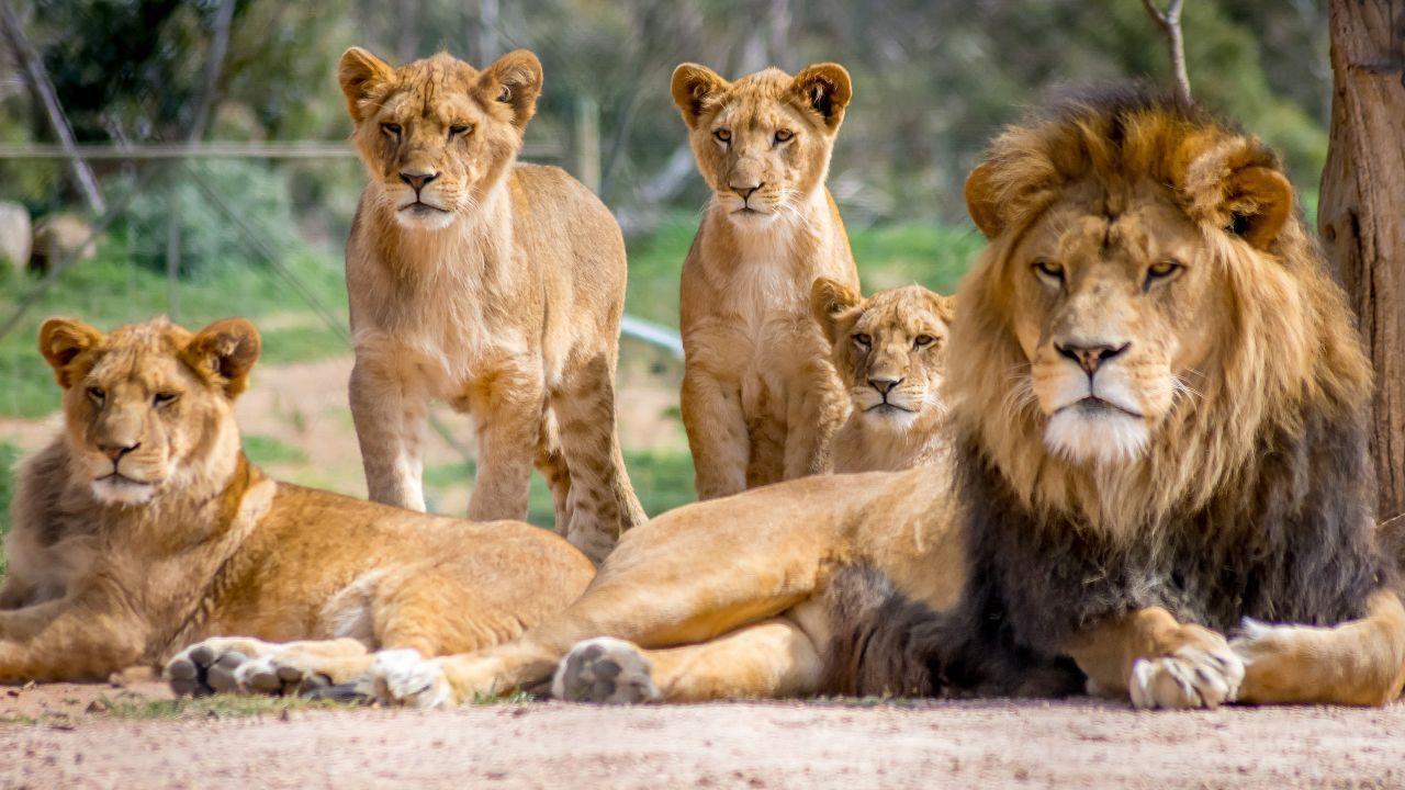 Dubai Safari Park Ends Season with Record-Breaking Visits