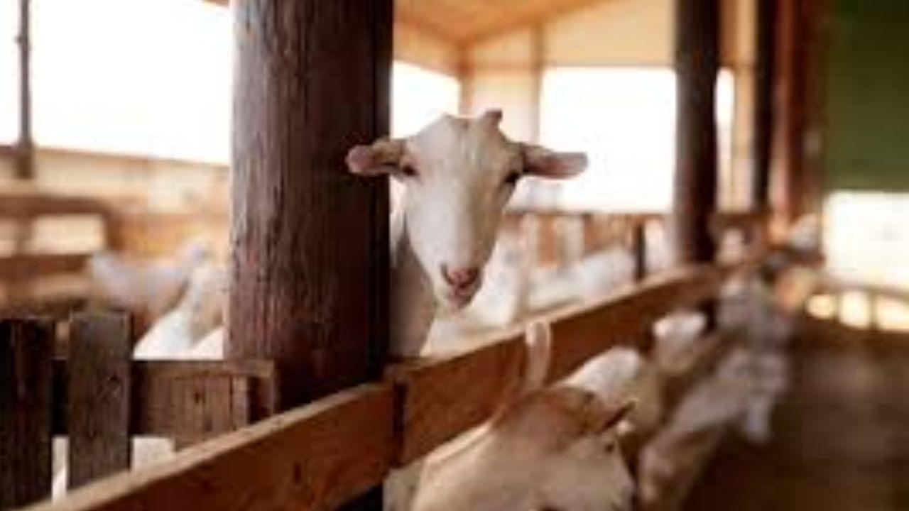 Cyprus Halloumi at risk as animals are sold to other countries