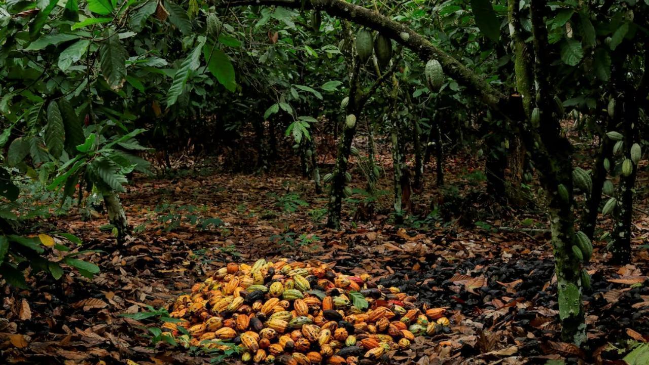 West Africa May Cut Cocoa Output by 10% Next Season