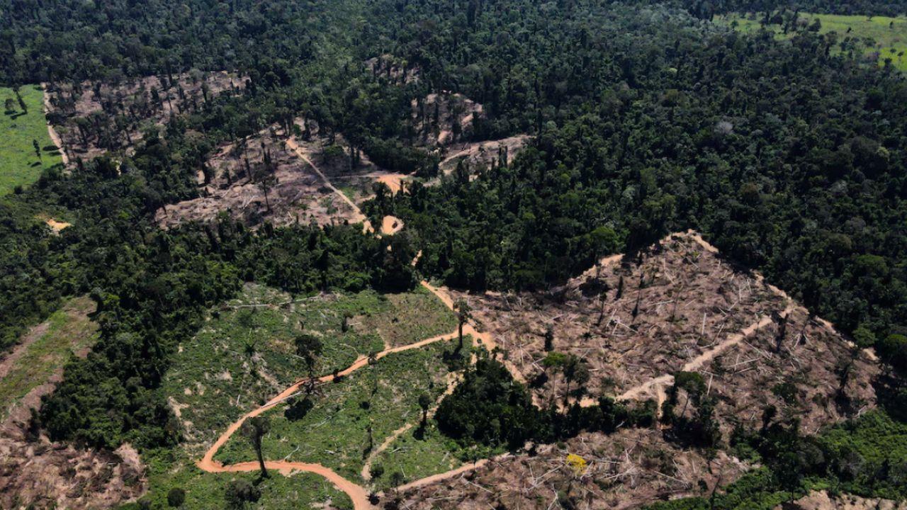 Brazil Creates New Protected Zones to Save Amazon Wildlife