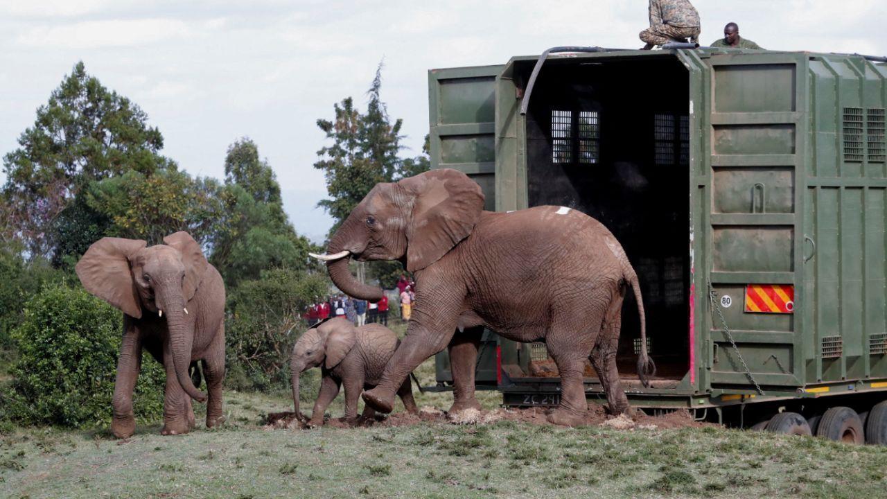 Kenya's Elephant Numbers Rise After Years of Decline A Wildlife Comeback Story Kenya's Elephant Numbers Rise After Years of Decline A Wildlife Comeback Story