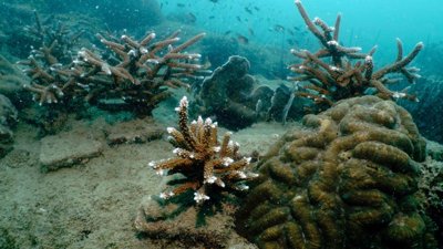 Harvard Scientists Grow Coral in Lab to Help Save Dying Reefs