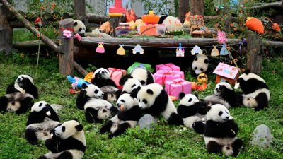 China Increases Giant Panda Reserve by 60% to Help Save Wildlife