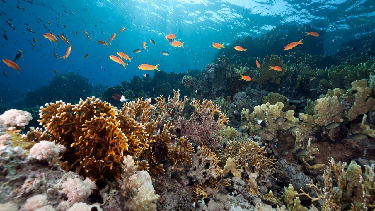 New Marine Protected Areas Created to Save Oceans and Fish