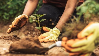 Big Rise in Tree Planting Projects Brings Hope for Nature