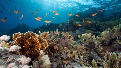 New Marine Protected Areas Created to Save Oceans and Fish