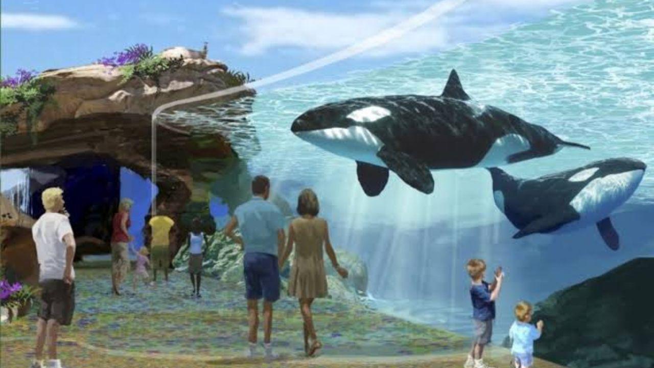 Viral orca attack video sparks fear but lacks proof