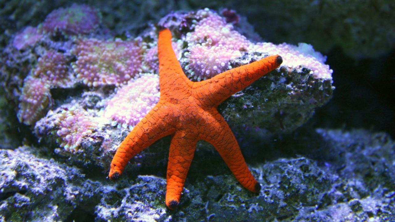 Scientists Identify Cause of Starfish Plague