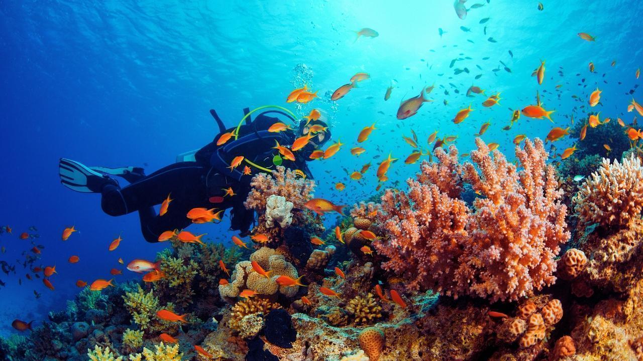 Underwater Tourism: Exploring the Deep Blue Like Never Before