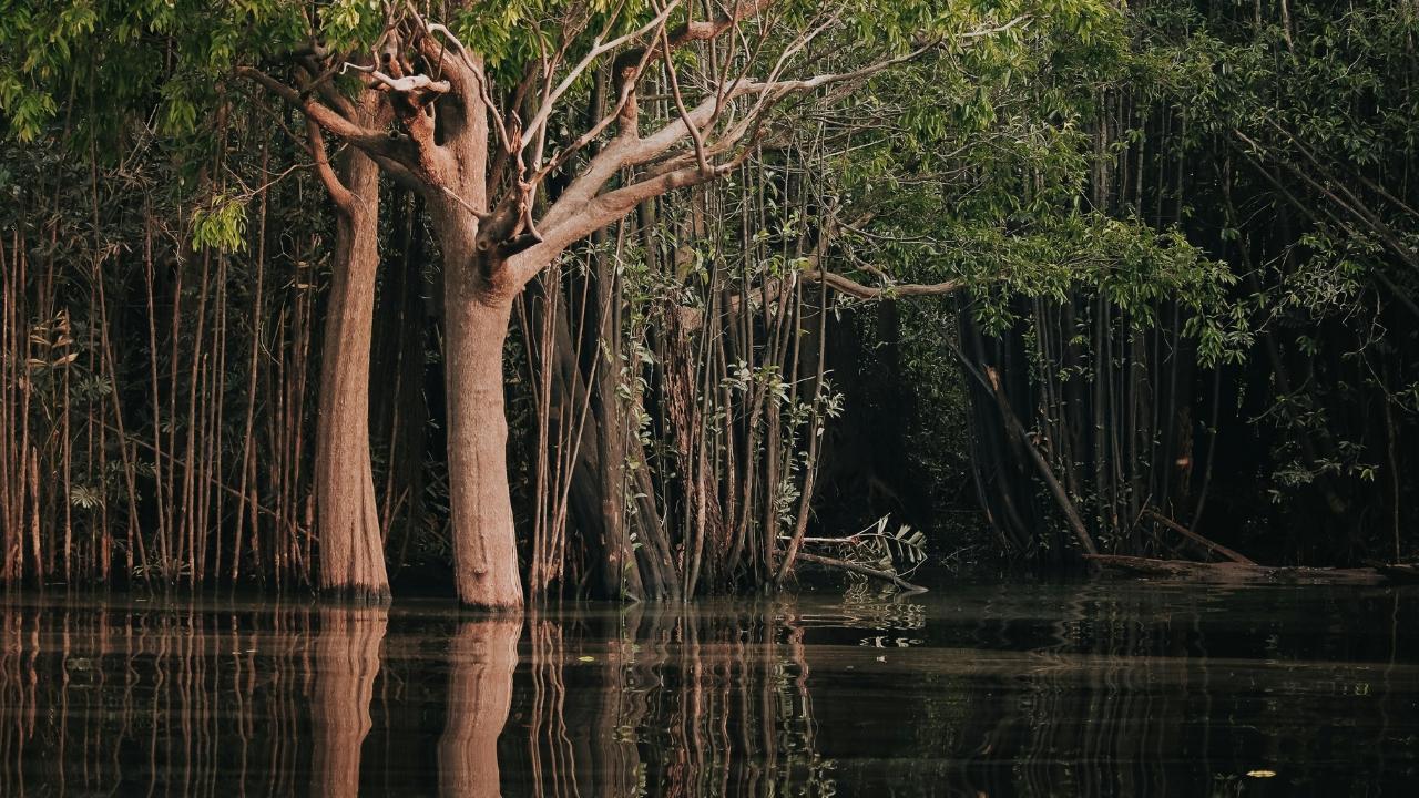 Amazon Tribe Seen Near Logging Site, Raising Concerns