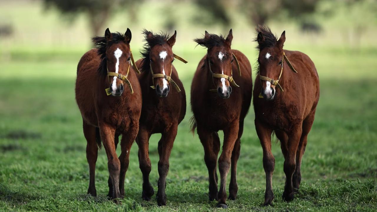 Gene-edited foals stir debate in traditional polo sport
