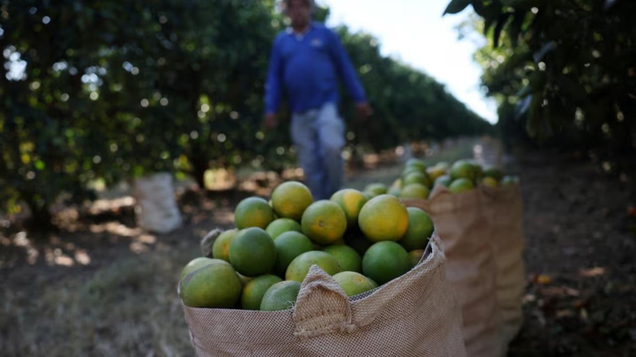 Brazil's Citrus Industry Hit Hard by Greening Disease