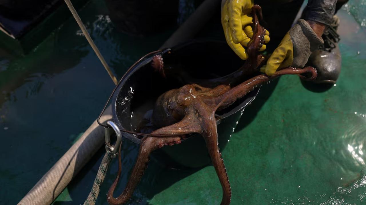Sea Shepherd Removes Illegal Octopus Traps in Greece