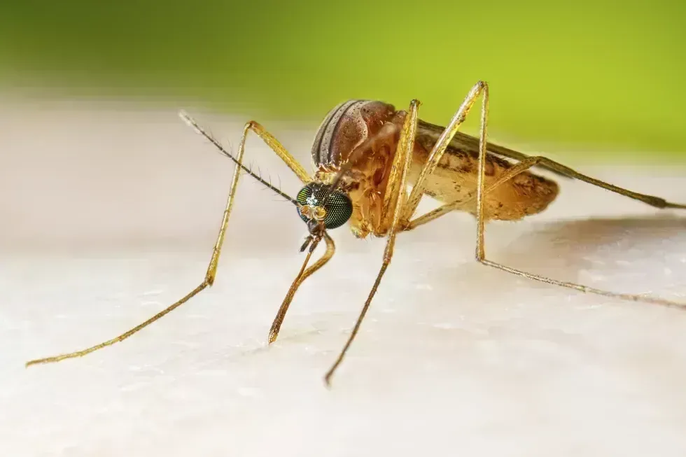Why Are West Nile Virus Cases Higher? Key Warning Signs