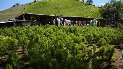 US Criticizes Colombia's Efforts in Drug War