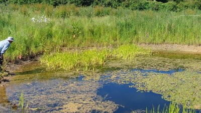 Ancient 'Ghost Ponds' in Norfolk Resurrected, Reviving Lost Wetland Ecosystems