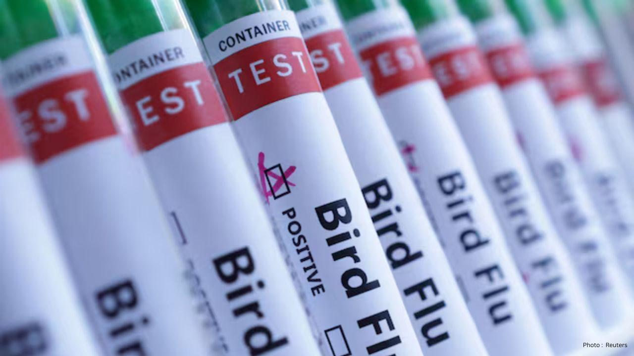 Potential H5 Bird Flu Detected on Heard Island, Australia