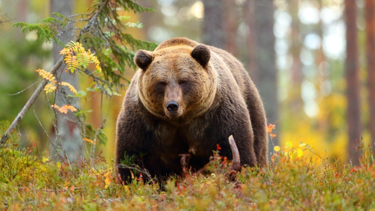 Surge in Bear Attacks in Japan Results in Film Delay Surge in Bear Attacks in Japan Results in Film Delay