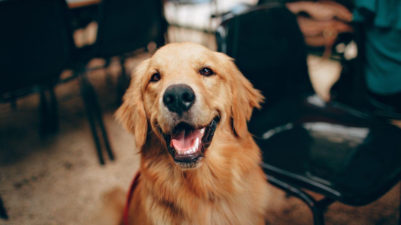 Supreme Court Rebukes States for Failing to Implement Stray Dog Measures