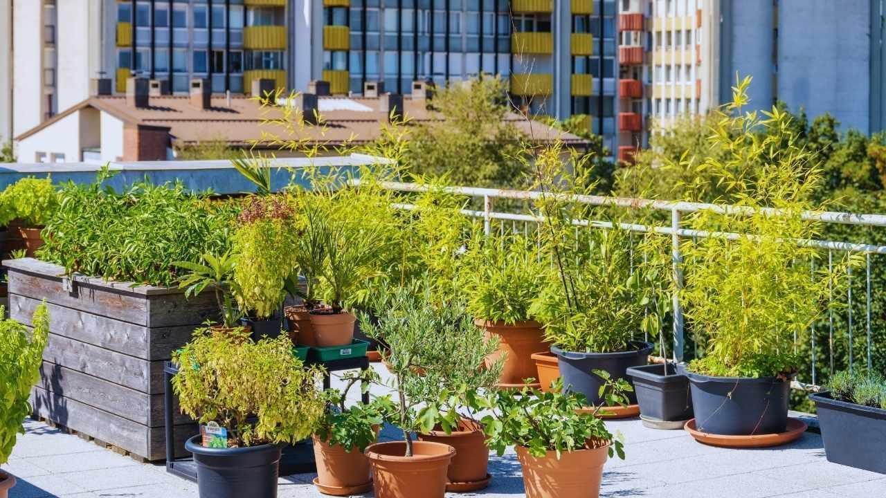 Urban Gardening Takes Root: City Dwellers Growing Their Own Greens