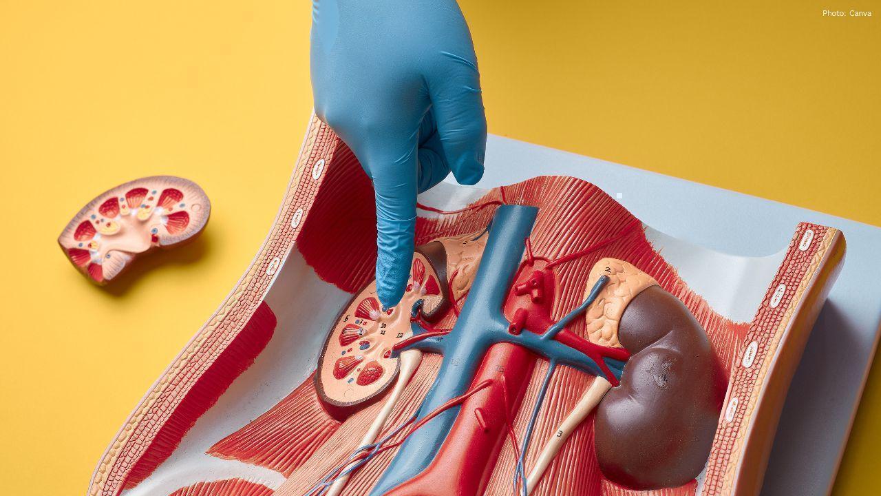 Five Natural Beverages That Support Kidney Function: An Expert Overview