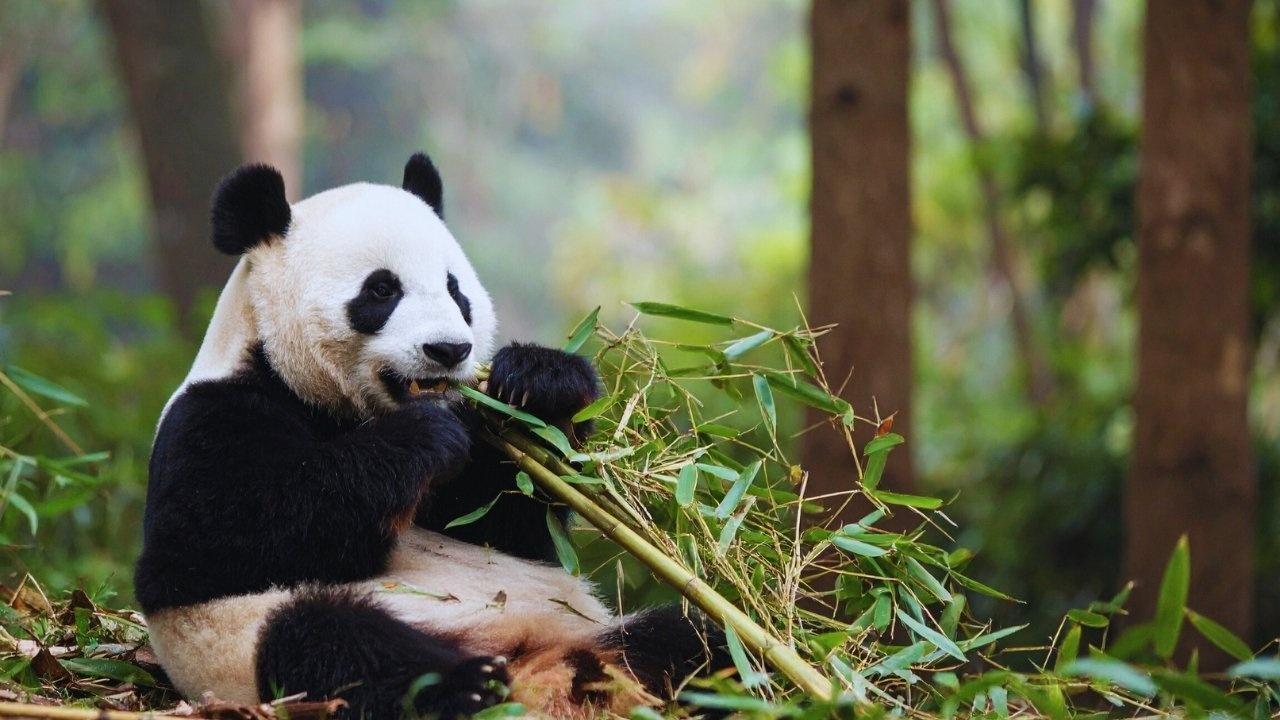 AI Strengthening Wildlife Protection Across India’s Ecosystems