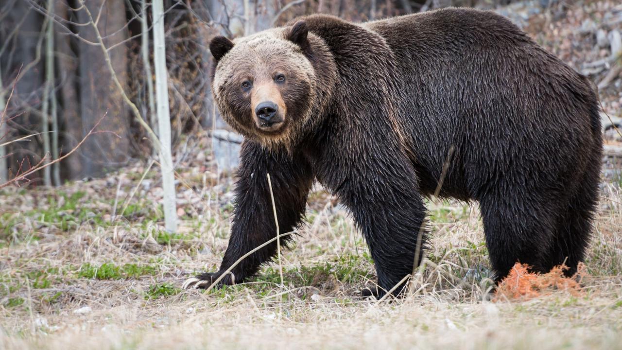 Japan Mobilises Self‑Defense Forces in Kazuno to Contain Deadly Spike in Bear Attacks