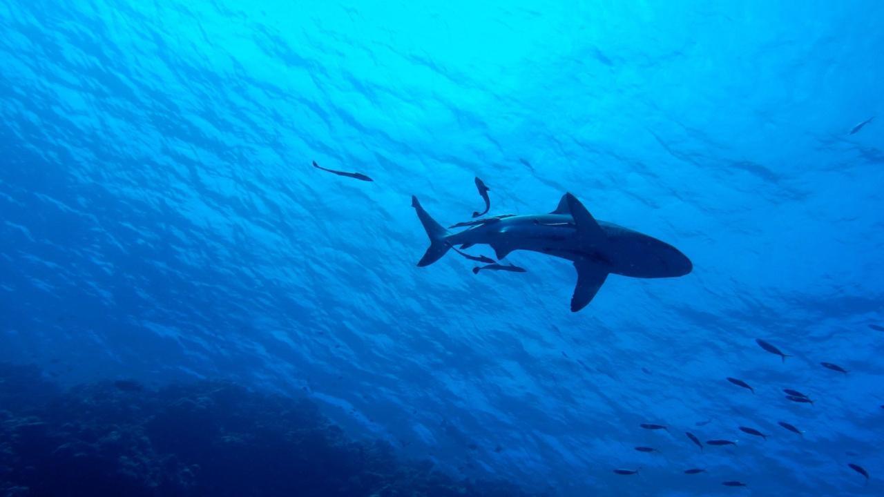 Orcas Target Juvenile Great White Sharks in Mexican Waters, Study Finds
