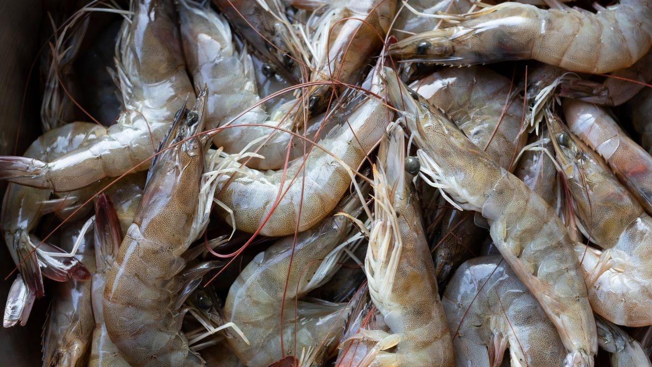 Indian Shrimp Sector Struggles Under US Tariffs as Prices Plummet