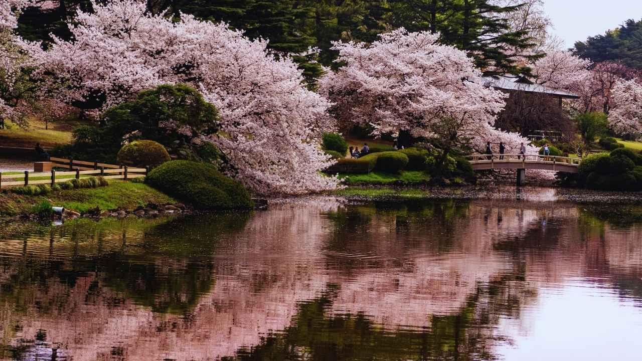 Shillong's Rise: Cherry Blossoms and Culture Leading Northeast Tourism