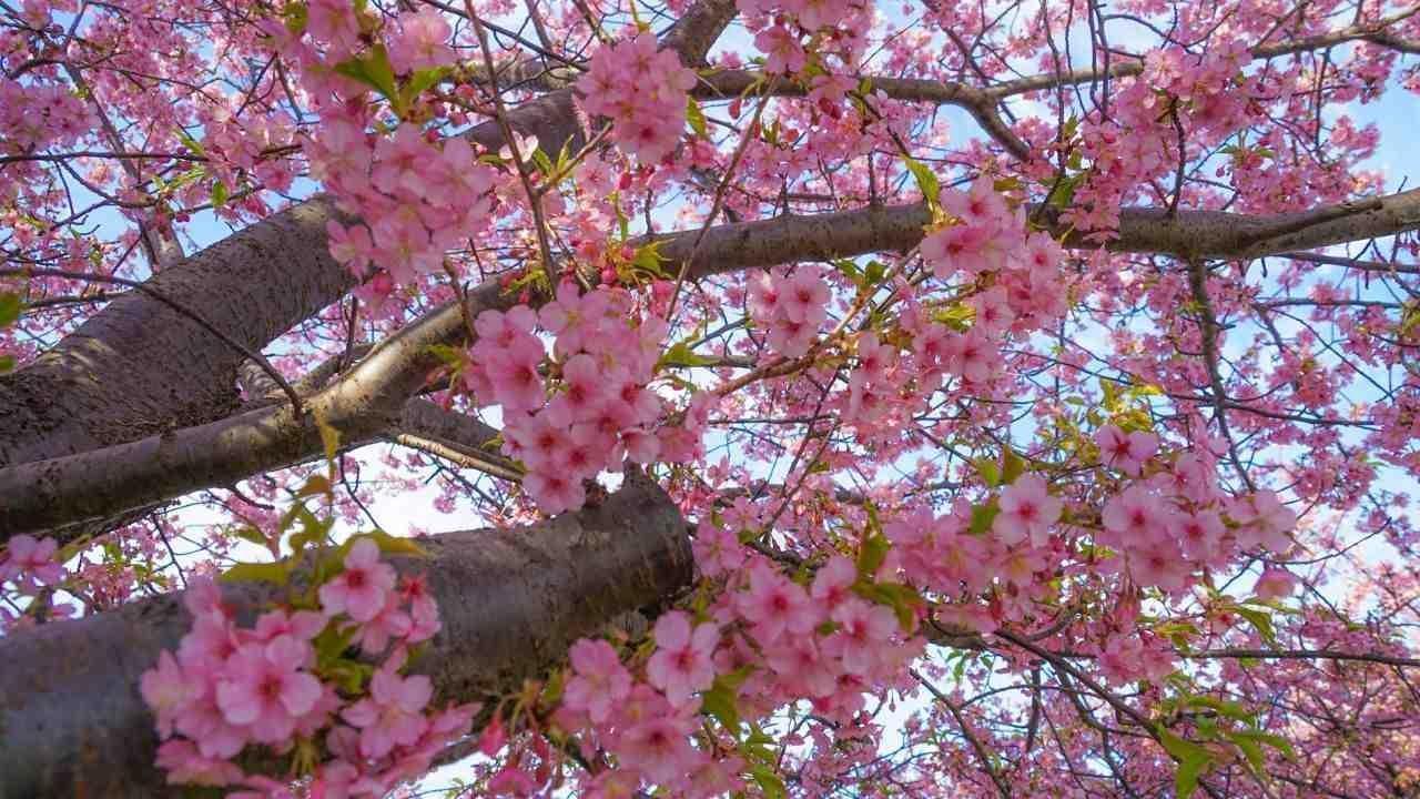 Discover Cherry Blossoms in India: Timings and Prime Locations