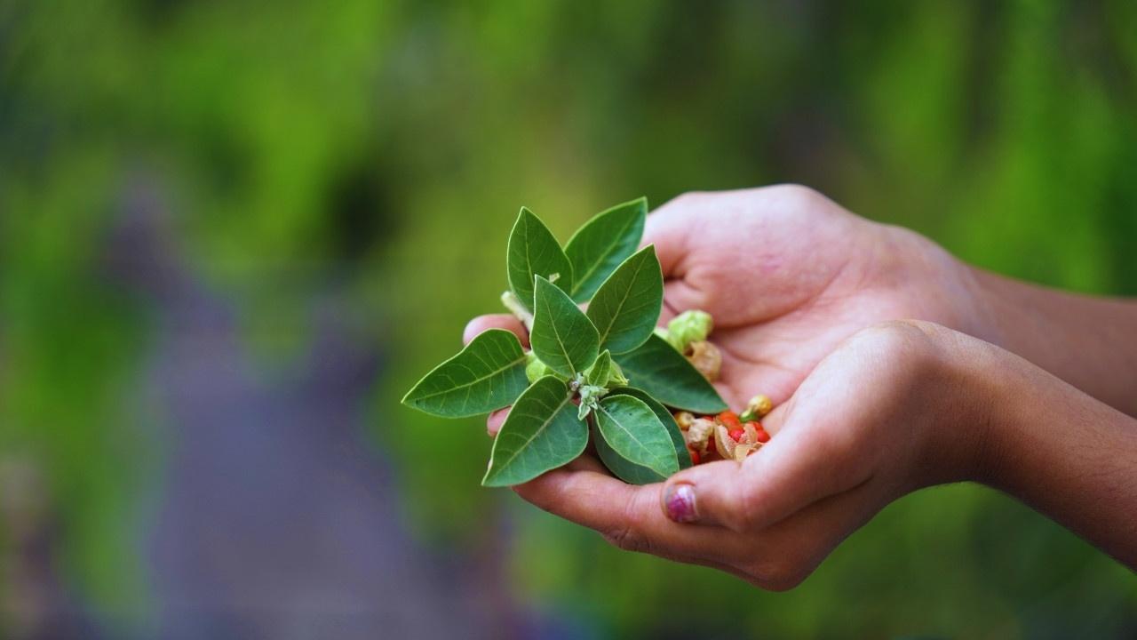 Transforming Ayurveda: How Ethical Practices and Science Shape India’s Wellness Movement