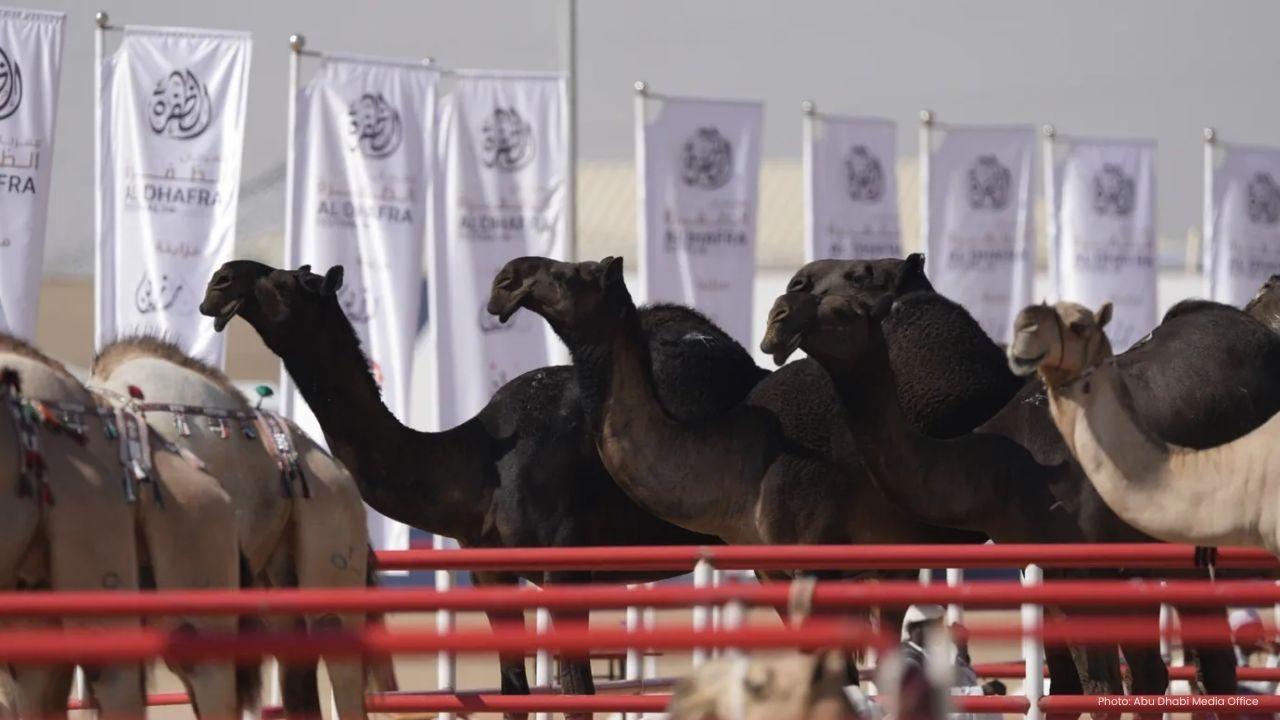 Razeen Mazayna Camel Festival Begins With 730 Awards