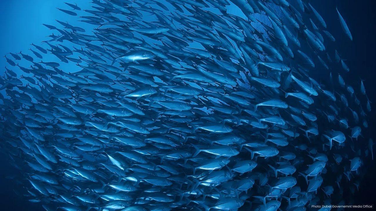 New Fisheries Policy in Abu Dhabi Aims to Ensure Sustainability