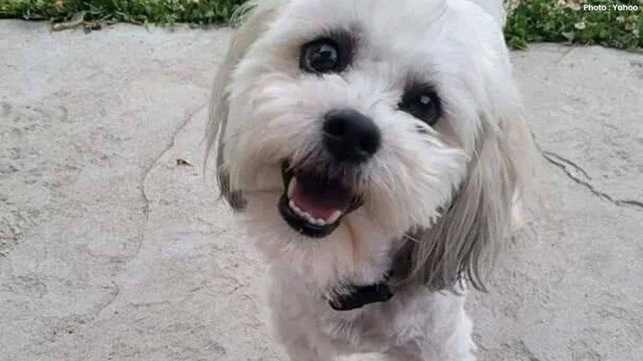 Missouri City Agrees to $500K Settlement Following Police Shooting of Blind Dog Teddy