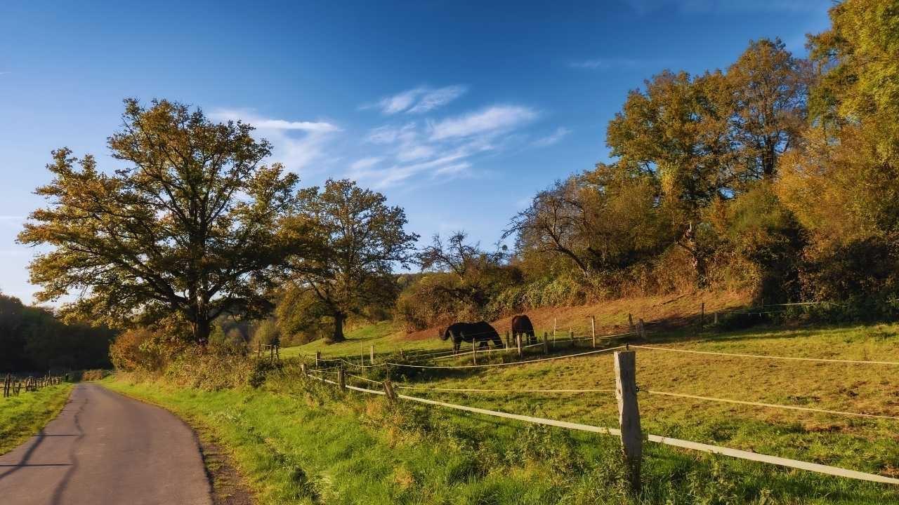 The Rise of Rural Getaways: Why Cabins and Lodges Are Gaining Popularity This Week