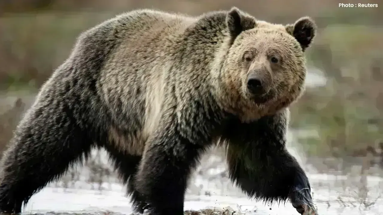 Eleven Injured in Grizzly Bear Encounter in Canada During School Outing