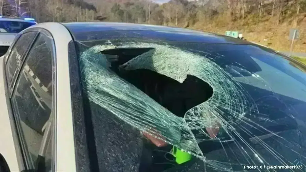Bald Eagle Shocks Driver by Dropping Cat Through Windshield on US Highway