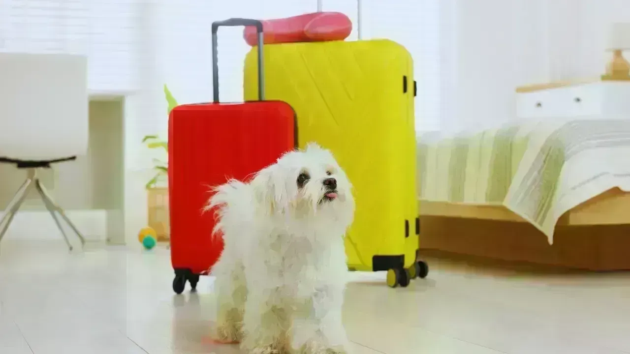 Transformations in Pet-Friendly Travel: Insights from Recent Policy Changes