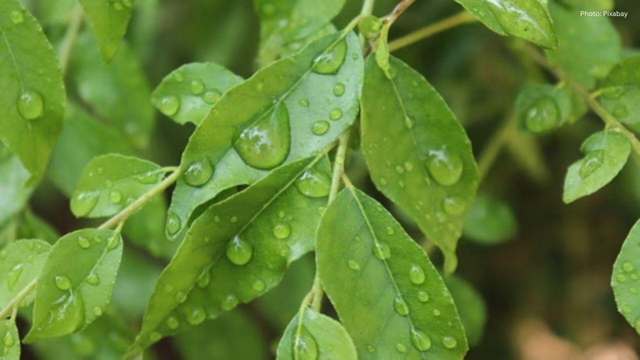 Unlocking the Health Secrets of Curry Leaves: Benefits for Heart, Brain, and More