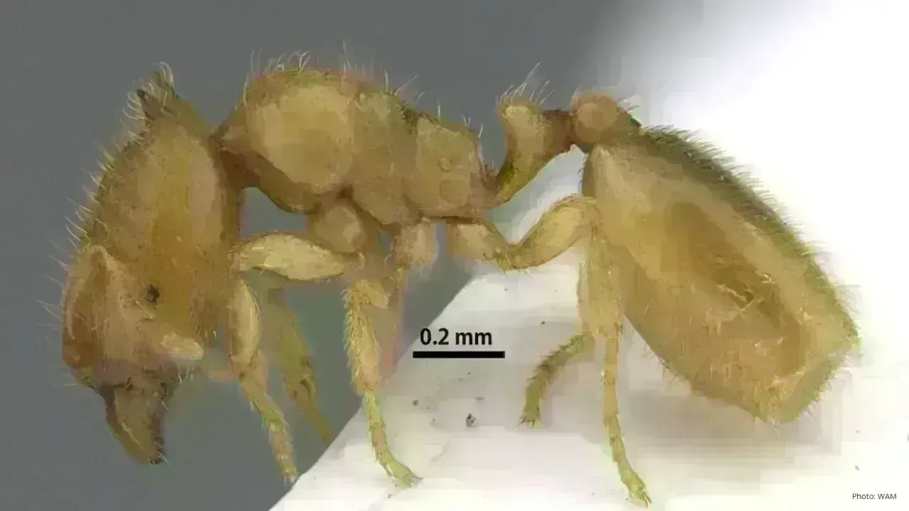 Unique Ant Species Discovered in Sharjah's Hajar Mountains