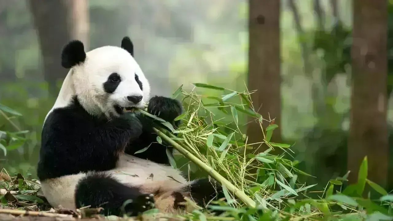 France Bids Farewell to Pandas as One Returns to China Due to Health Concerns