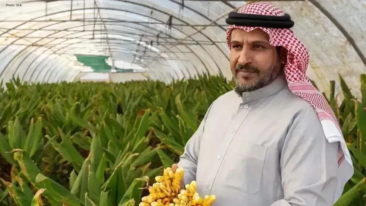 Tabuk Region Rises with Successful Turmeric Farming Initiative