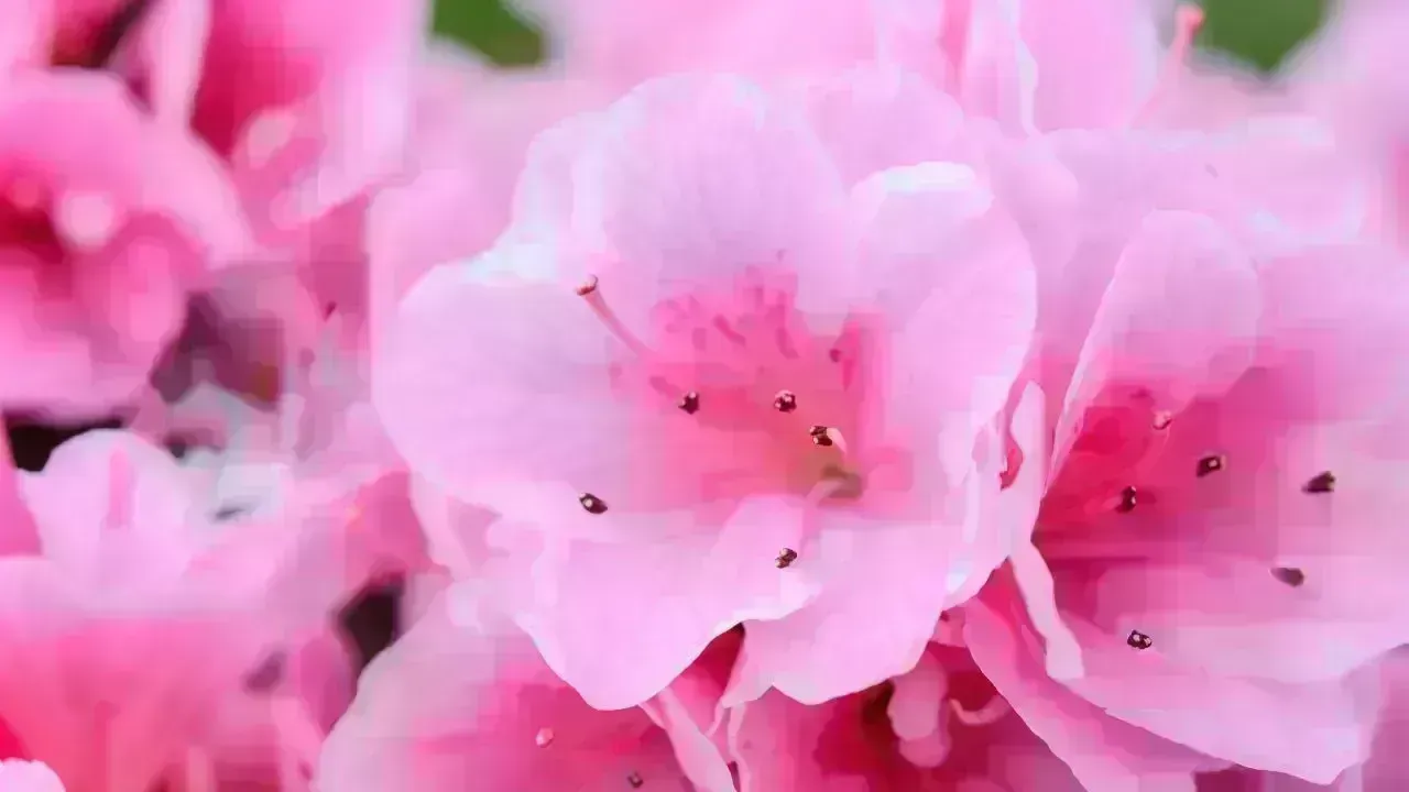 Discover the World's 8 Most Stunning Floral Destinations