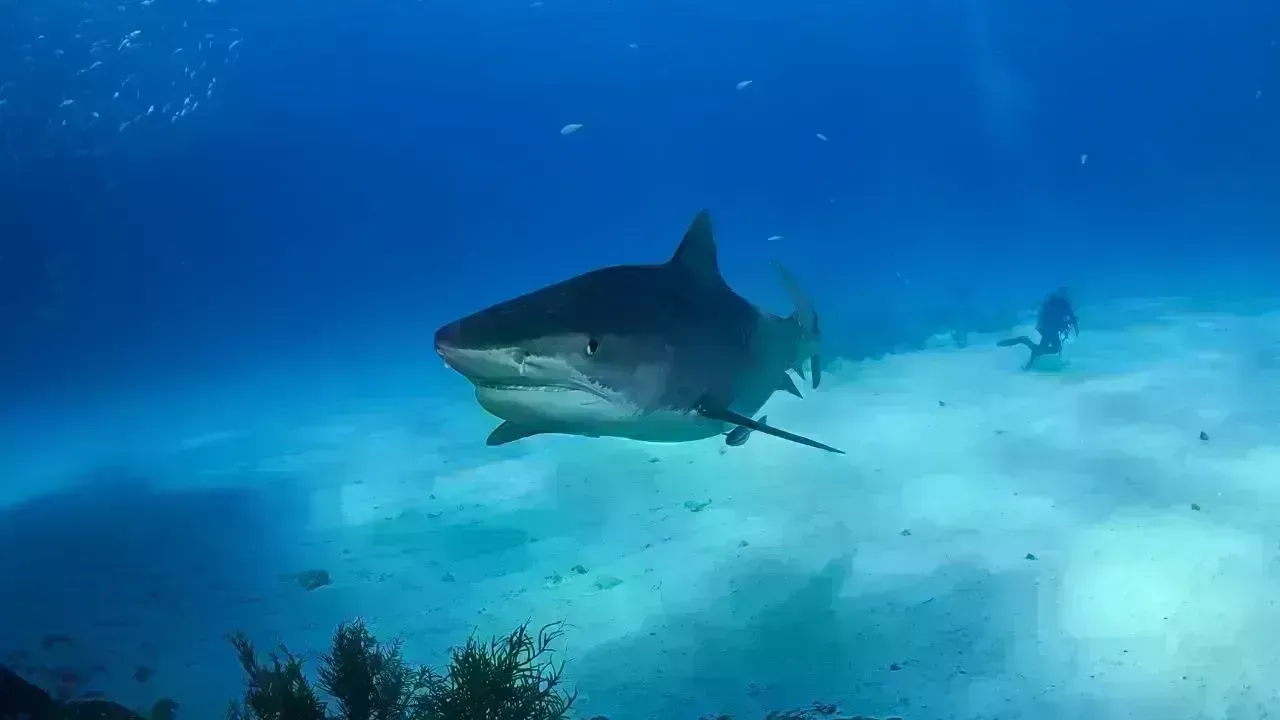 Tragic Shark Attack Claims Life in Australia; Another Injured