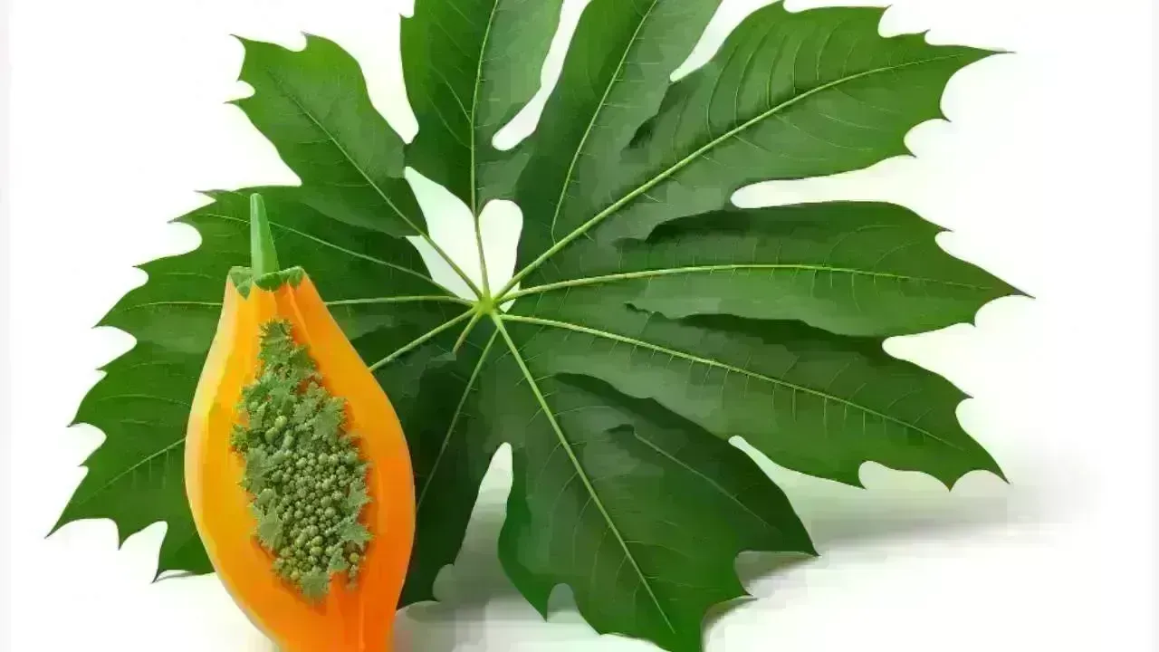 Unlocking the Health Benefits of Papaya Leaves: A Natural Healing Ally