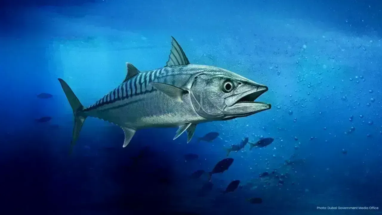 Abu Dhabi Reports New Spawning Season for Kingfish